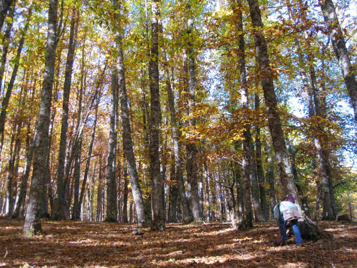 Recogiendo castañas