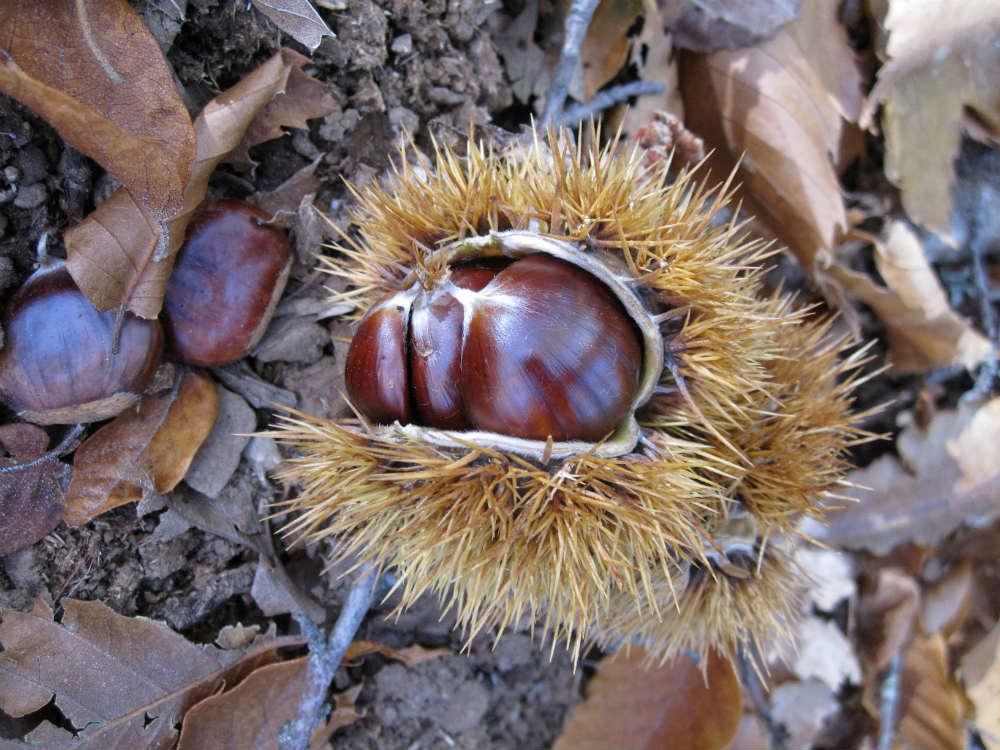 Castañas dentro del "erizo"