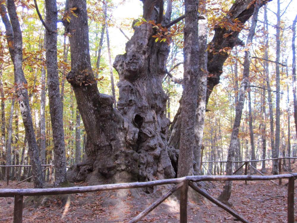 El abuelo de el castañar de El Tiemblo