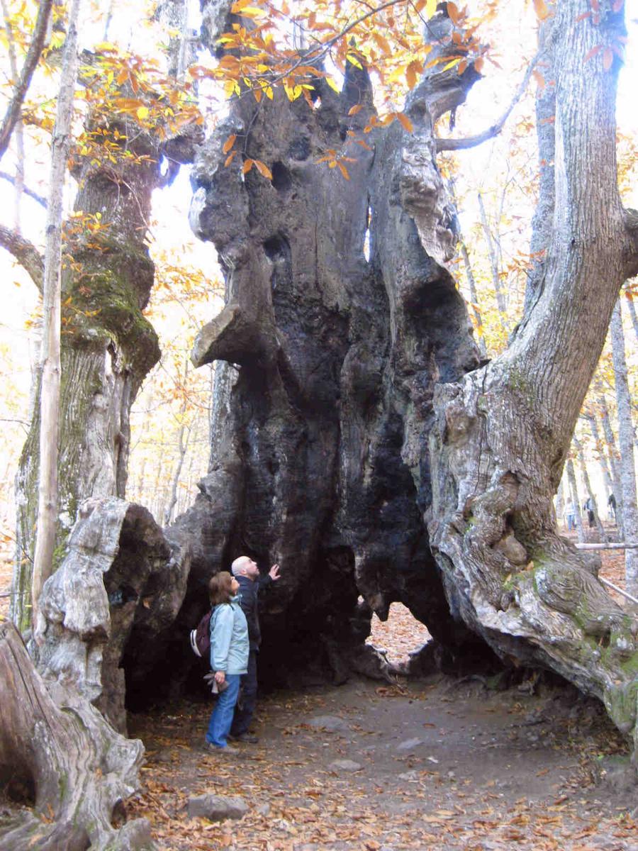 El abuelo. Un árbol centenario.
