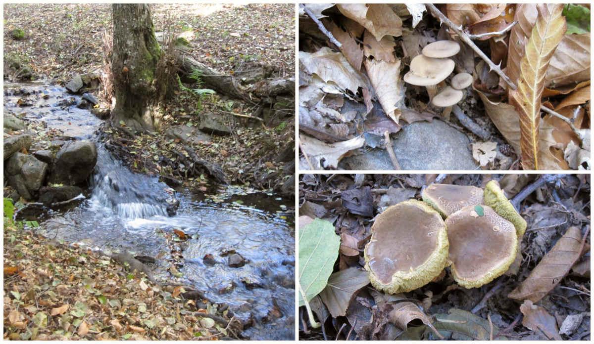 Arroyo de la Garganta de la Yedra y setas
