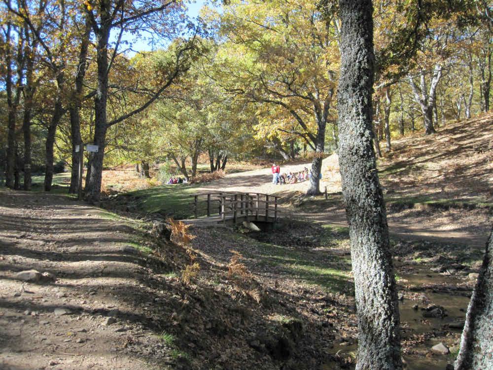 Pradera en el Castañar de El Tiemblo