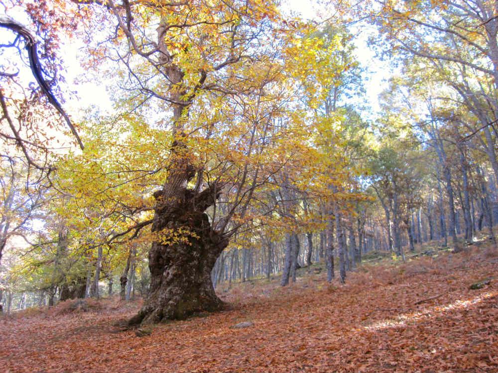 Castaños centenarios de la fuente del Resecadal