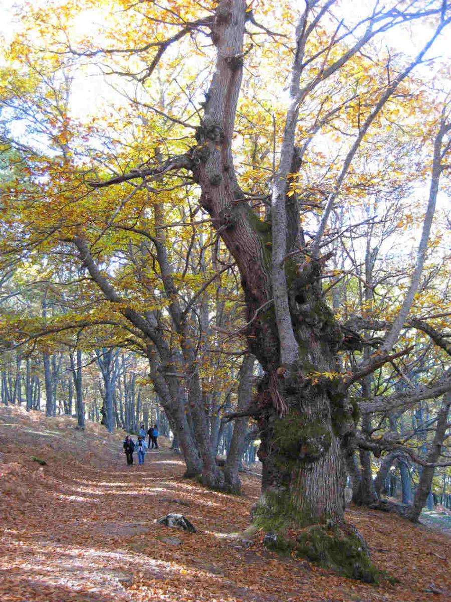 Castaños centenarios