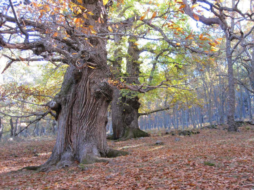 Castaños centenarios