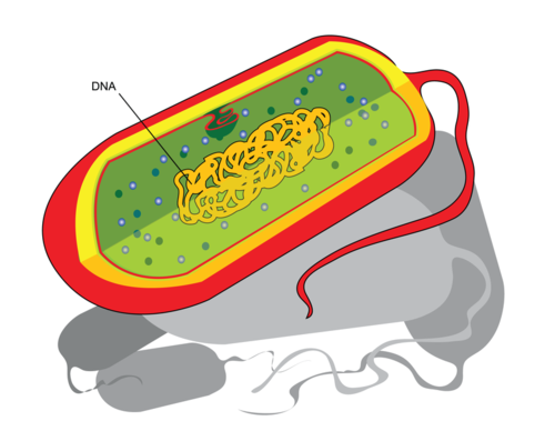 celulas procariotas