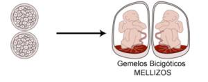 mellizos