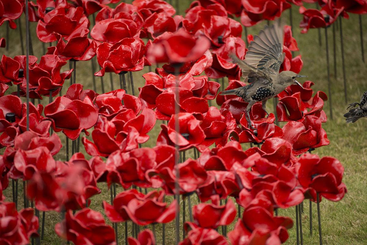 888.246 Amapolas de cerámica rodean la Torre de Londres para recordar a las  víctimas de la I Guerra Mundial | Decoración