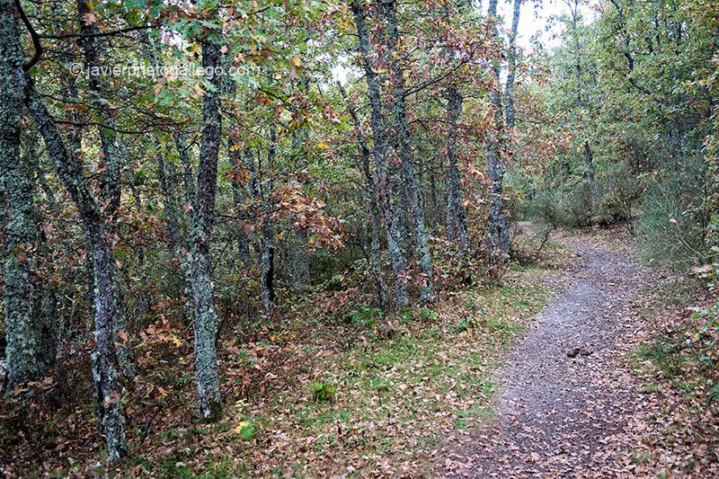 Senda de la Pedrosa. Barruelo de Santullán. Palencia. España © Javier Prieto Gallego;