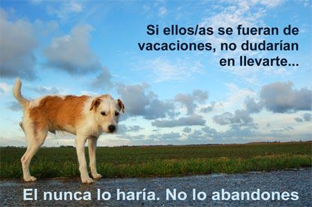no al abandono animal