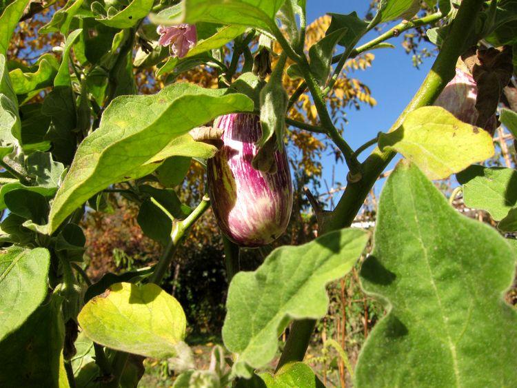 berenjenas-marinadas-con-yogurt-0