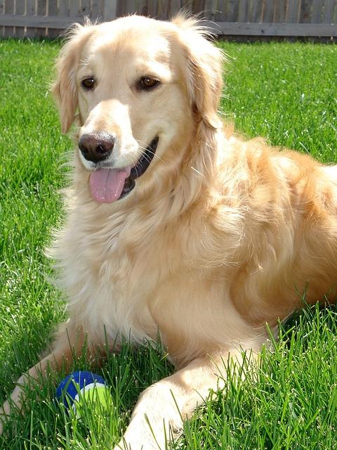 golden-retriever-453122_640