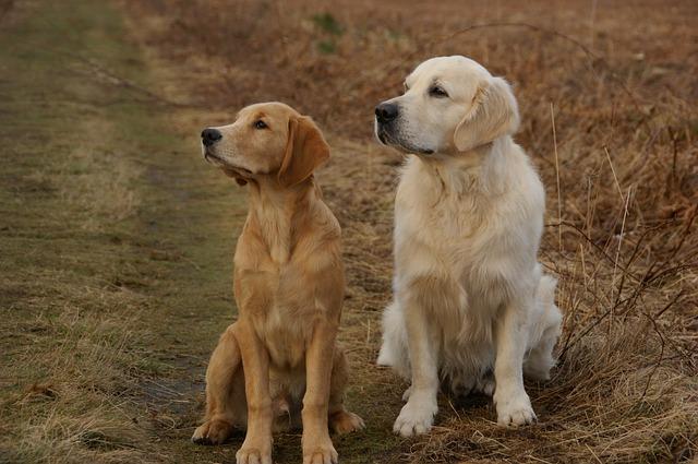 golden-retriever-379226_640