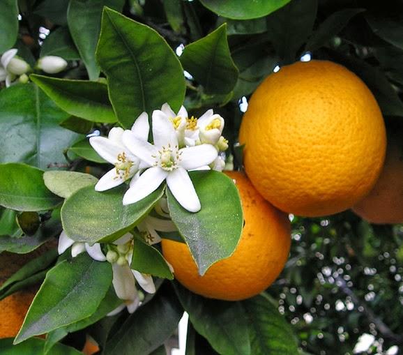 azahar-neroli-petigrain-naranjo