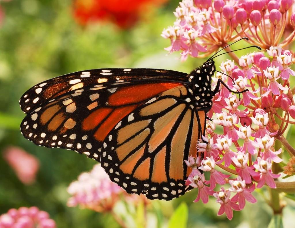 mariposa-monarca3-1024x792