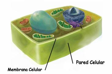 pared celular