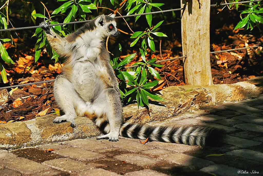 Bioparc Valencia_Madagascar (1.4) Lemur de cola anillada