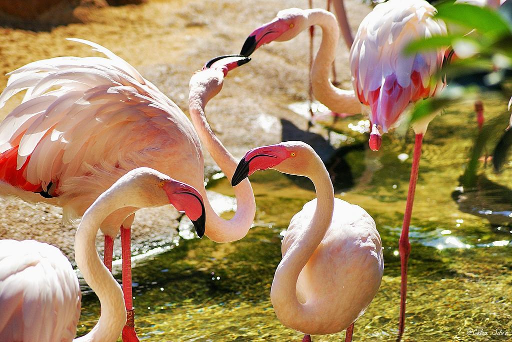 Bioparc Valencia_Madagascar (2.1) Flamenco