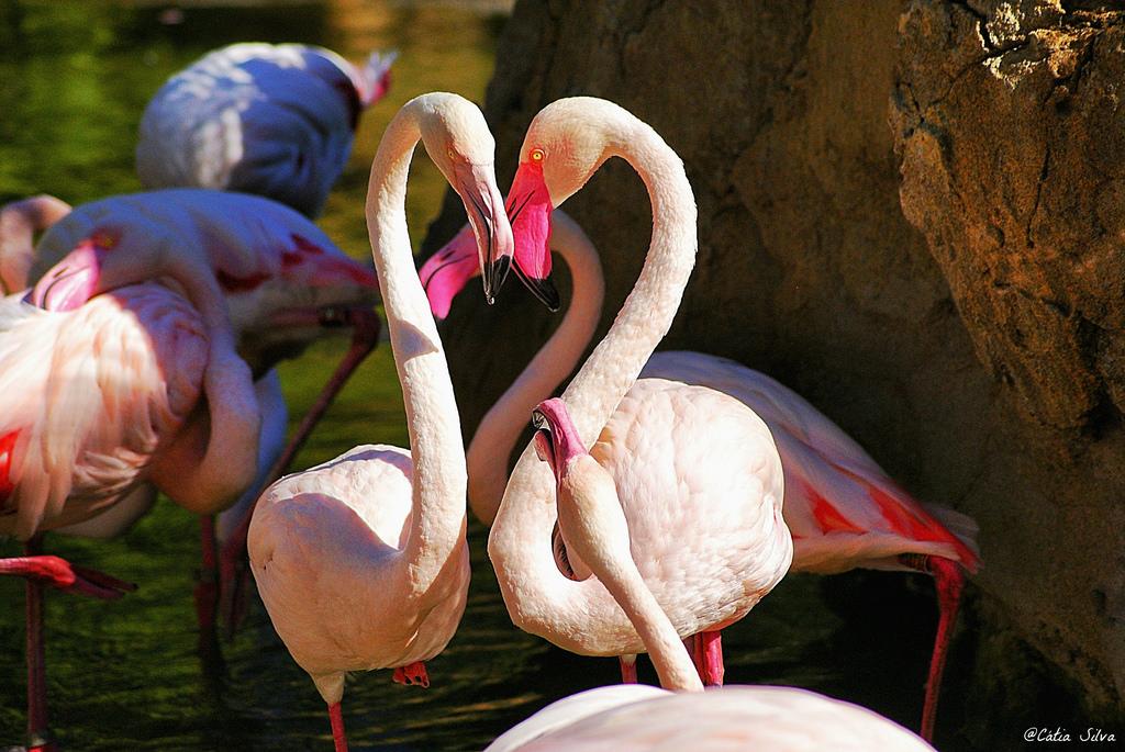 Bioparc Valencia_Madagascar (2) Flamenco