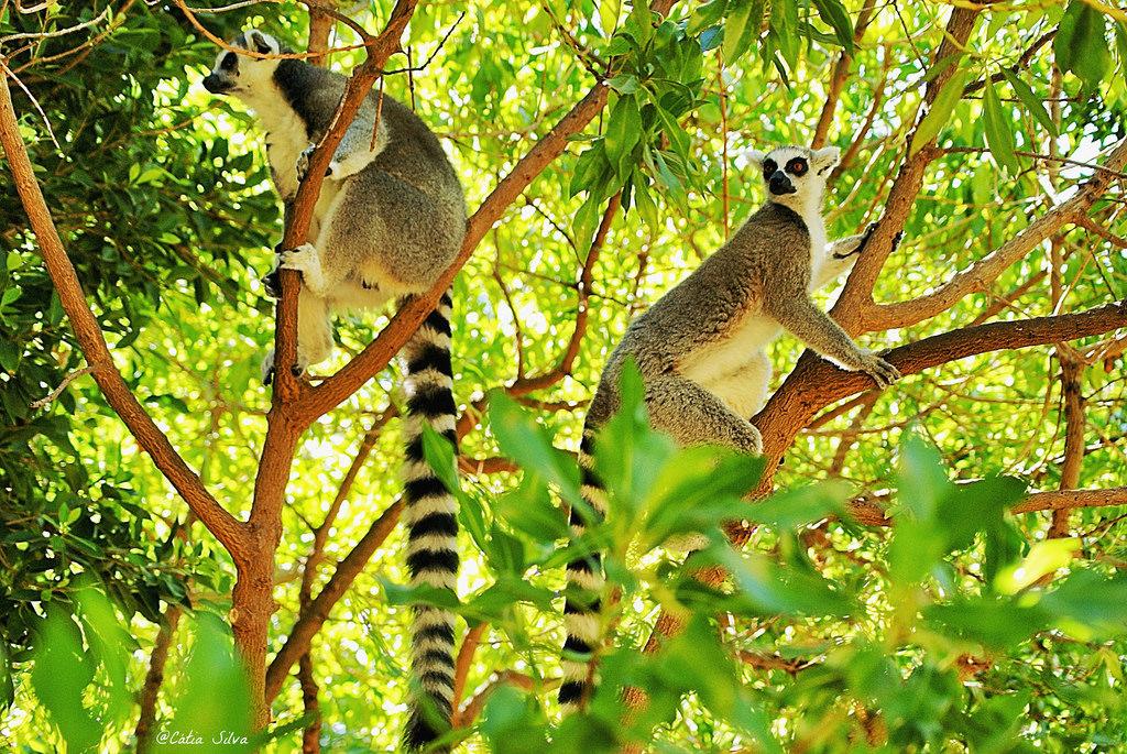 Bioparc Valencia_Madagascar (1.2) Lemur de cola anillada
