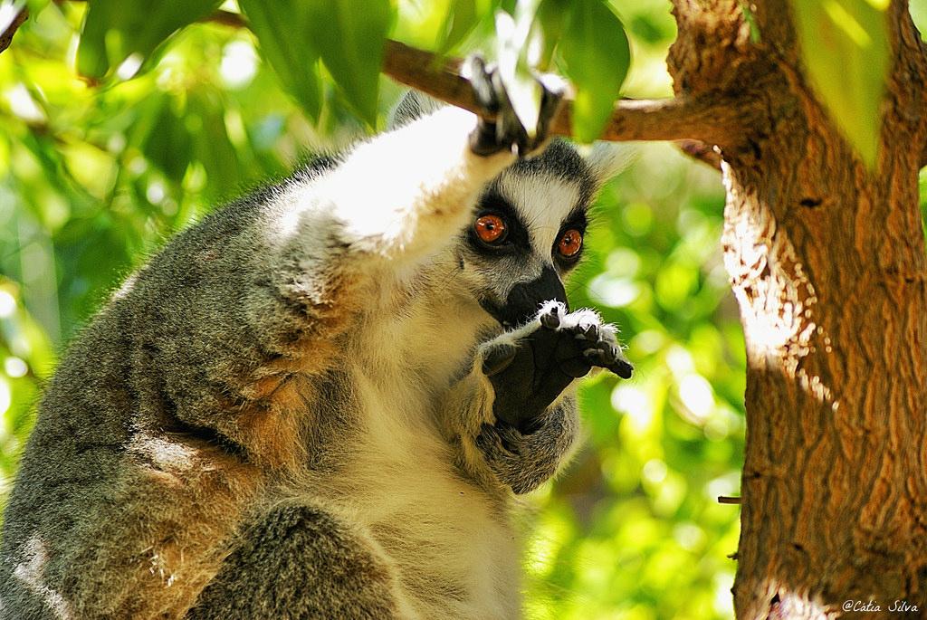 Bioparc Valencia_Madagascar (1.1) Lemur de cola anillada