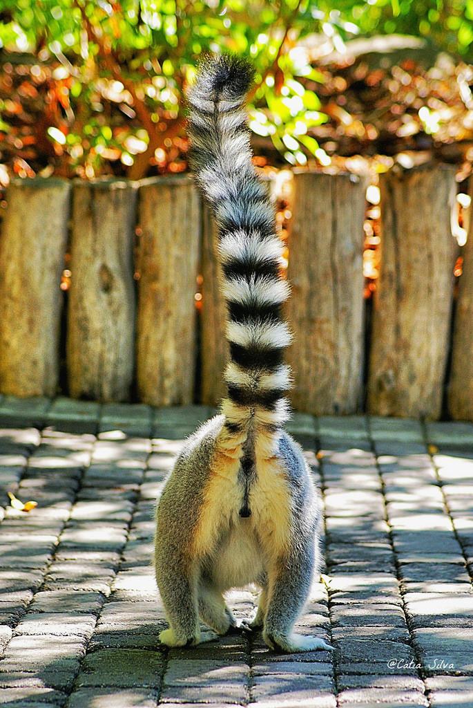 Bioparc Valencia_Madagascar (1) Lemur de cola anillada