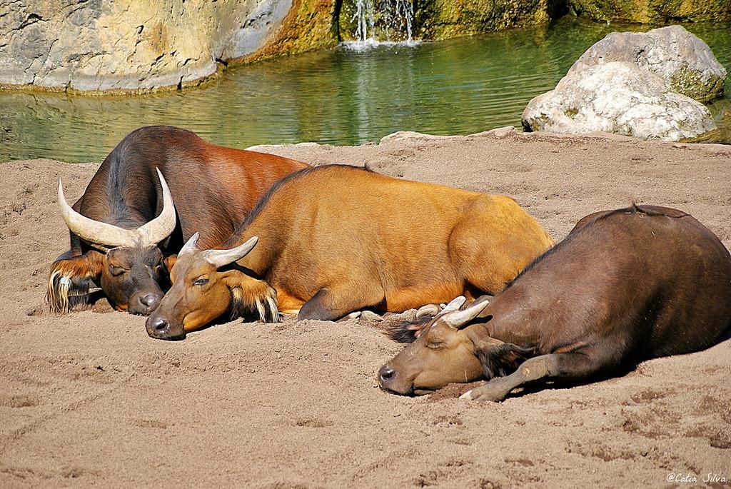 Bioparc Valencia_Africa Ecuatorial (5) Búfalo Rojo