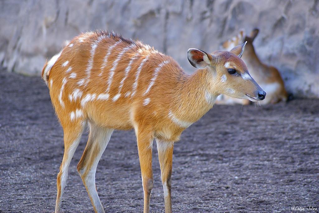 Bioparc Valencia_Africa Ecuatorial (6) SITATUNGA OCCIDENTAL
