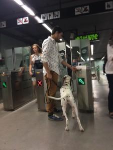 dalmata metro