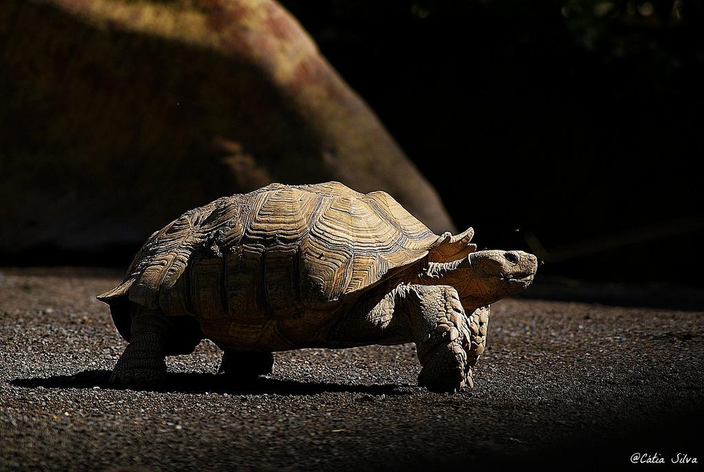Bioparc Valencia_Humedales (1) Tortuga Espolonera