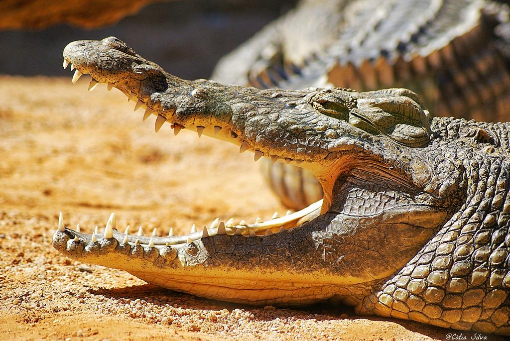 Bioparc Valencia_Humedales (2) Cocodrilo del Nilo