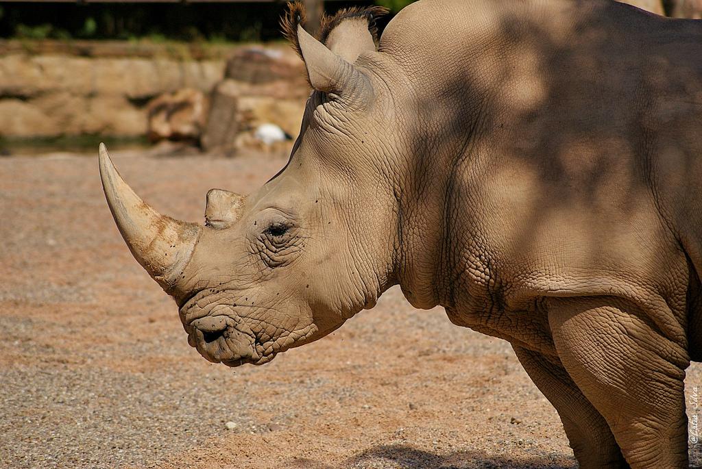 Bioparc Valencia_Sabana (5) Rinoceronte Blanco Sureño