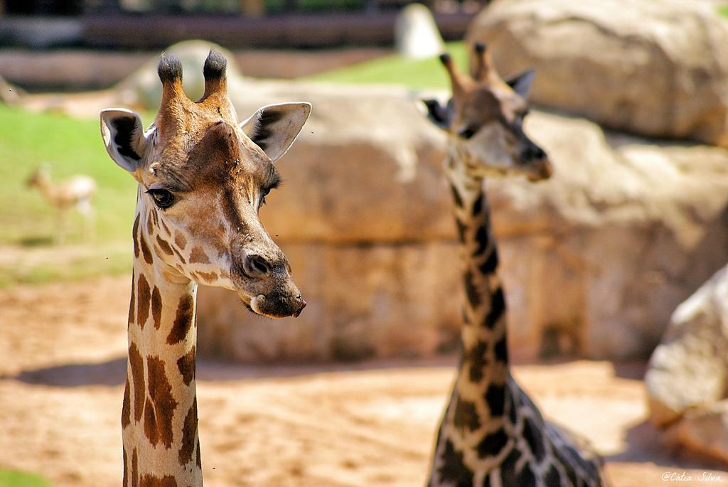 Bioparc Valencia_Sabana (2) Jirafa Baringo