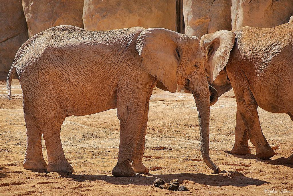 Bioparc Valencia_Sabana (1) Elefante Africano de Sabana