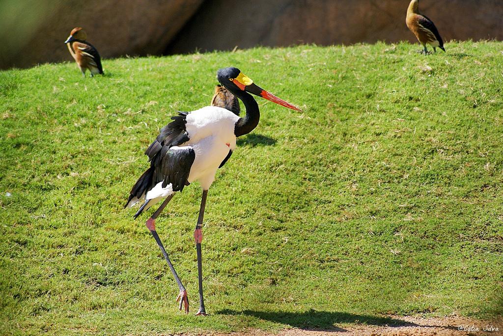 Bioparc Valencia_Sabana (6) JABIRÚ AFRICANO