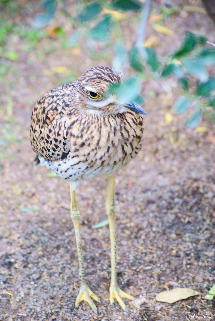 Bioparc Valencia_Sabana (7) ALCARAVÁN DEL CABO