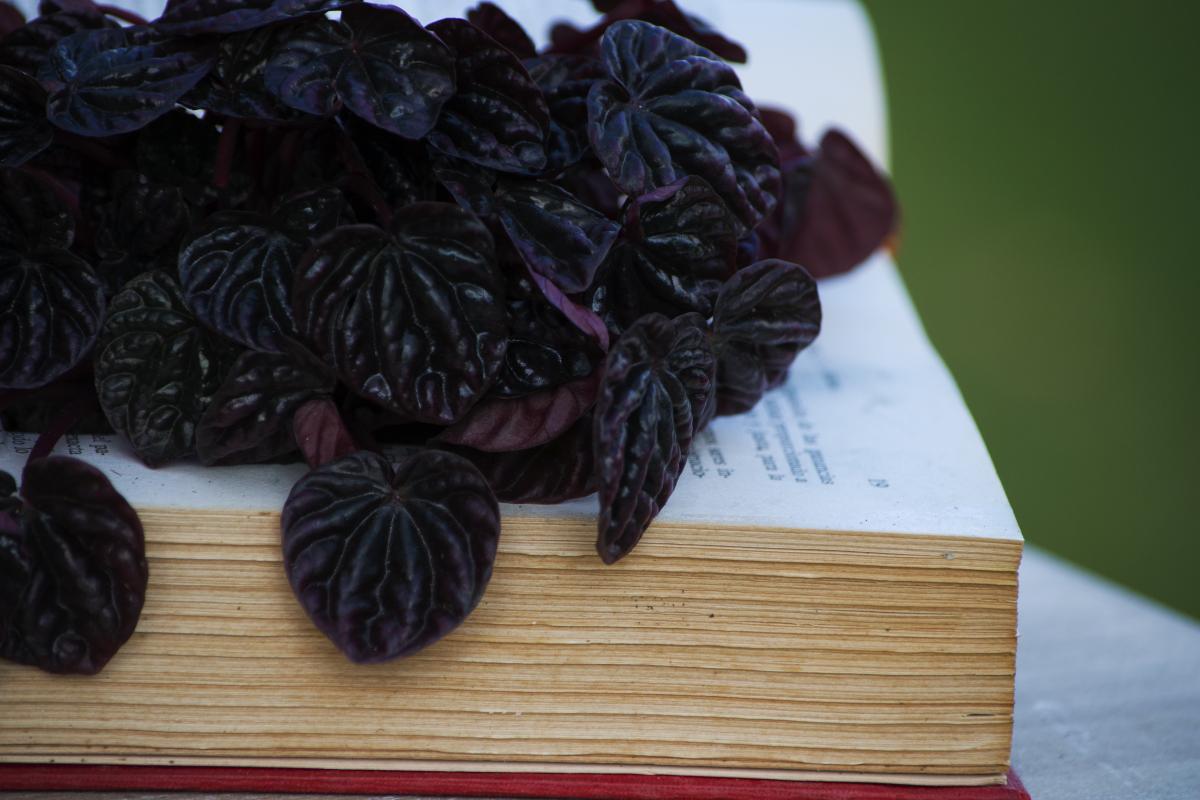 Colores-de-boda-libro-de-firmas-laura-y-raul_0094