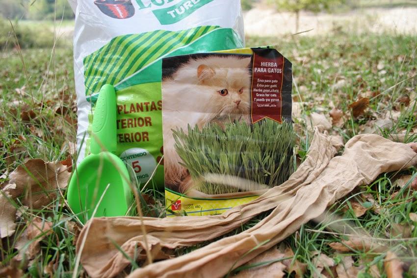 Manualidad y cuento el señor Hortiga hecho con tierra y semillas en media4