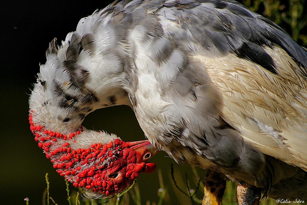 Parque de Cabecera_Valencia3