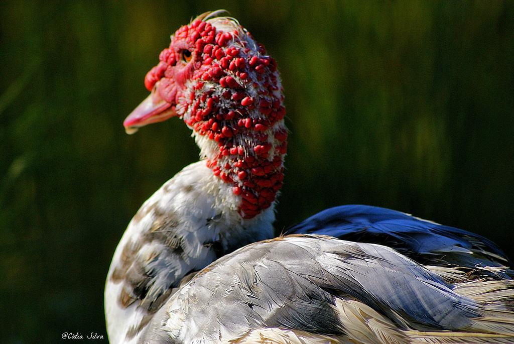 Parque de Cabecera_Valencia1
