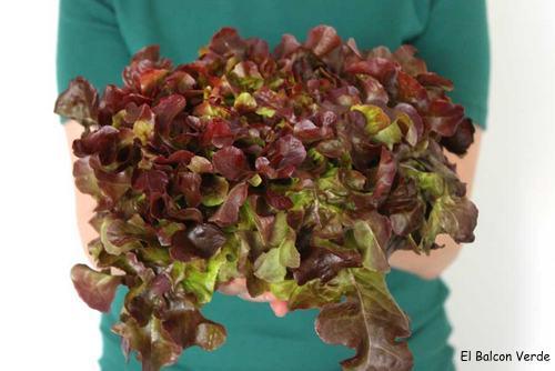 El-Balcón-Verde-retratos-17ok