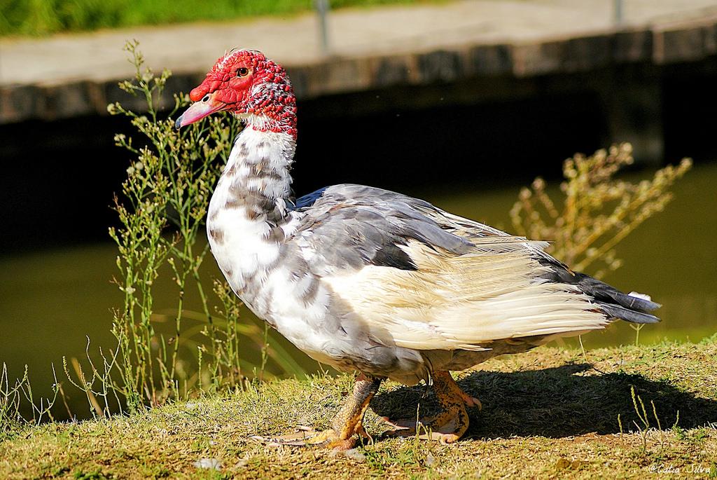 Parque de Cabecera_Valencia4