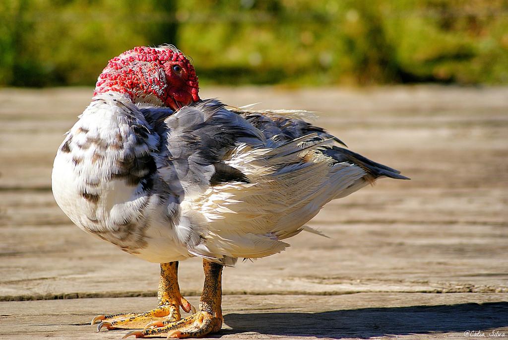 Parque de Cabecera_Valencia5