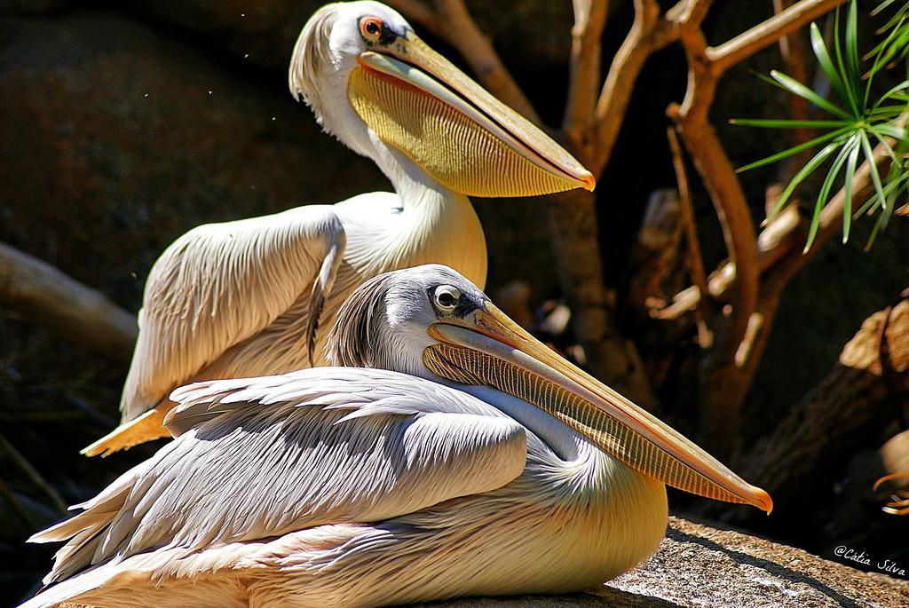 Bioparc Valencia_Humedales (3) Pelicano Rosado