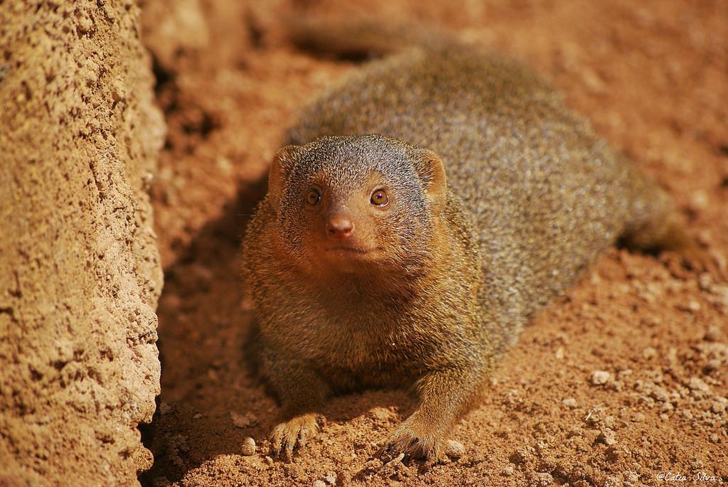Bioparc Valencia_Sabana (3) Mangosta Enana