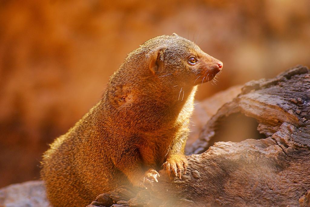 Bioparc Valencia_Sabana (3.1) Mangosta Enana