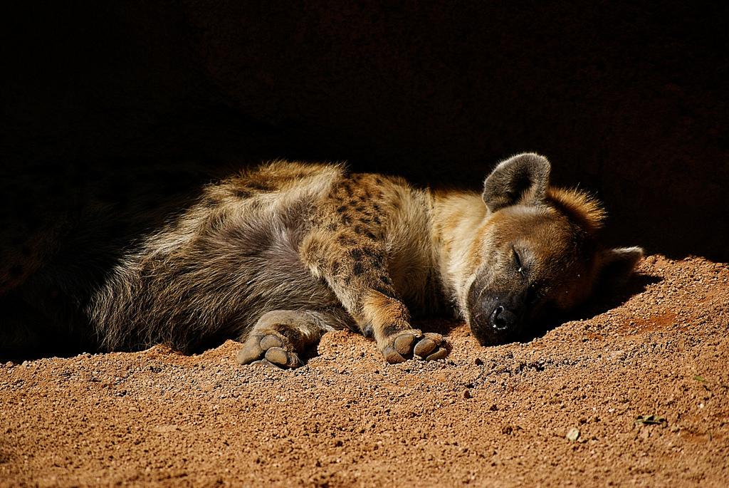 Bioparc Valencia_Sabana (4) Hiena Manchada