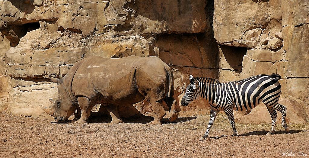 Bioparc Valencia_Sabana (5) Rinoceronte Blanco Sureño_Cebra de Grant