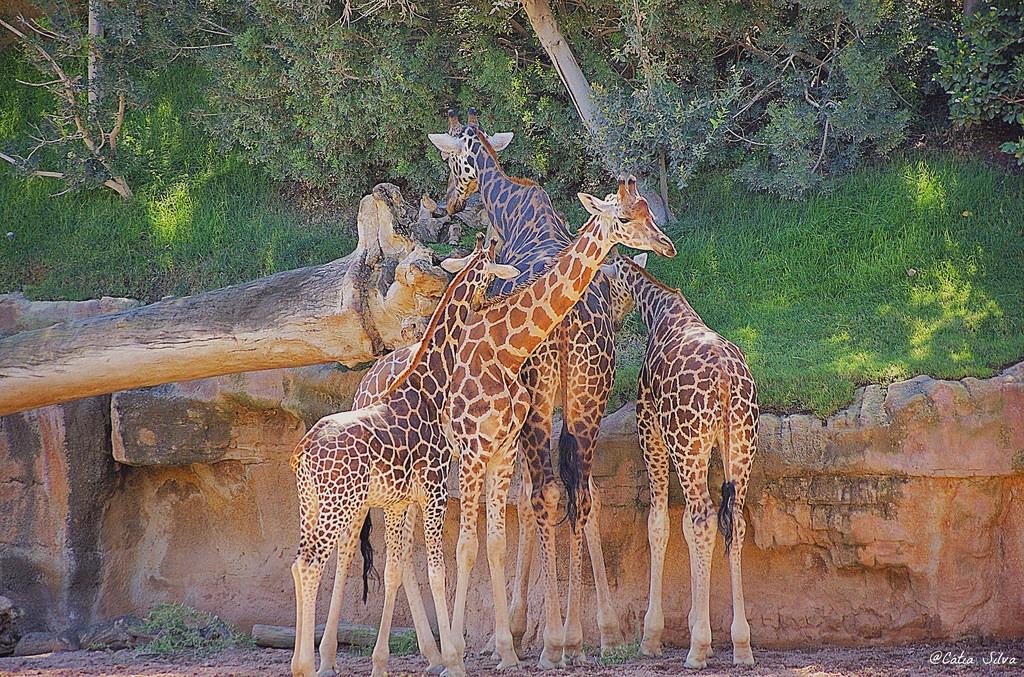 Bioparc Valencia_Sabana (2.1) Jirafa Baringo