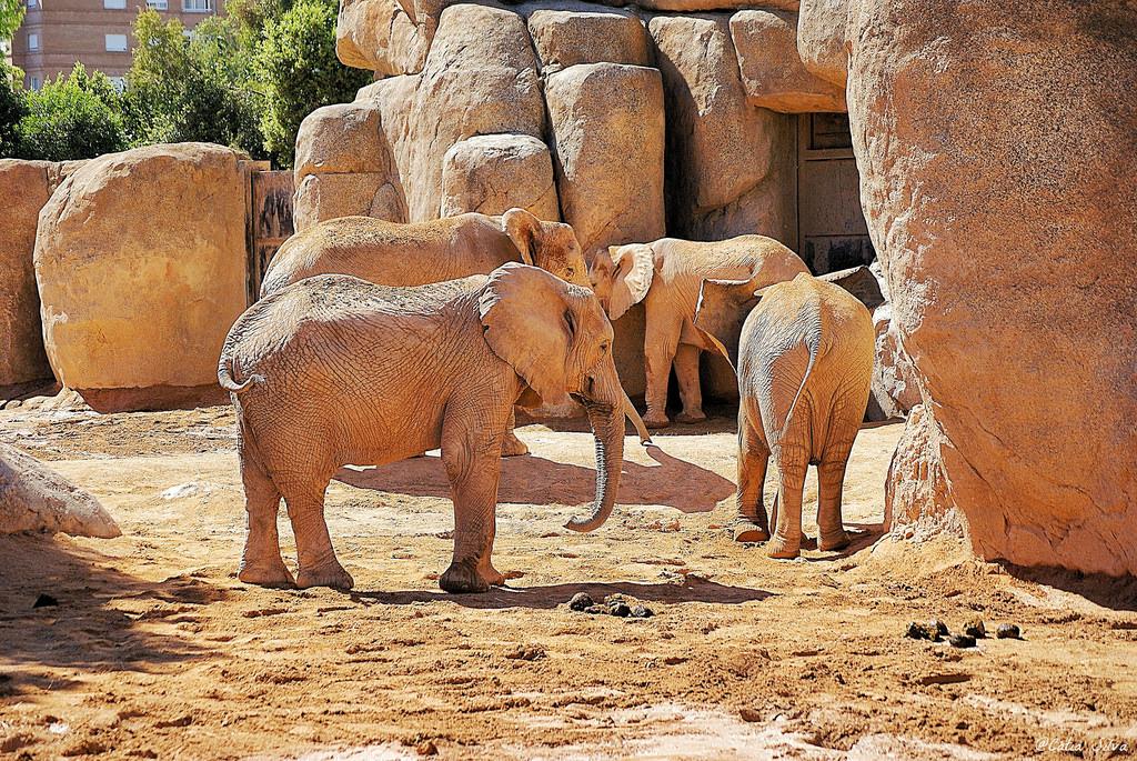 Bioparc Valencia_ Sabana (1) Elefante Africano de Sabana